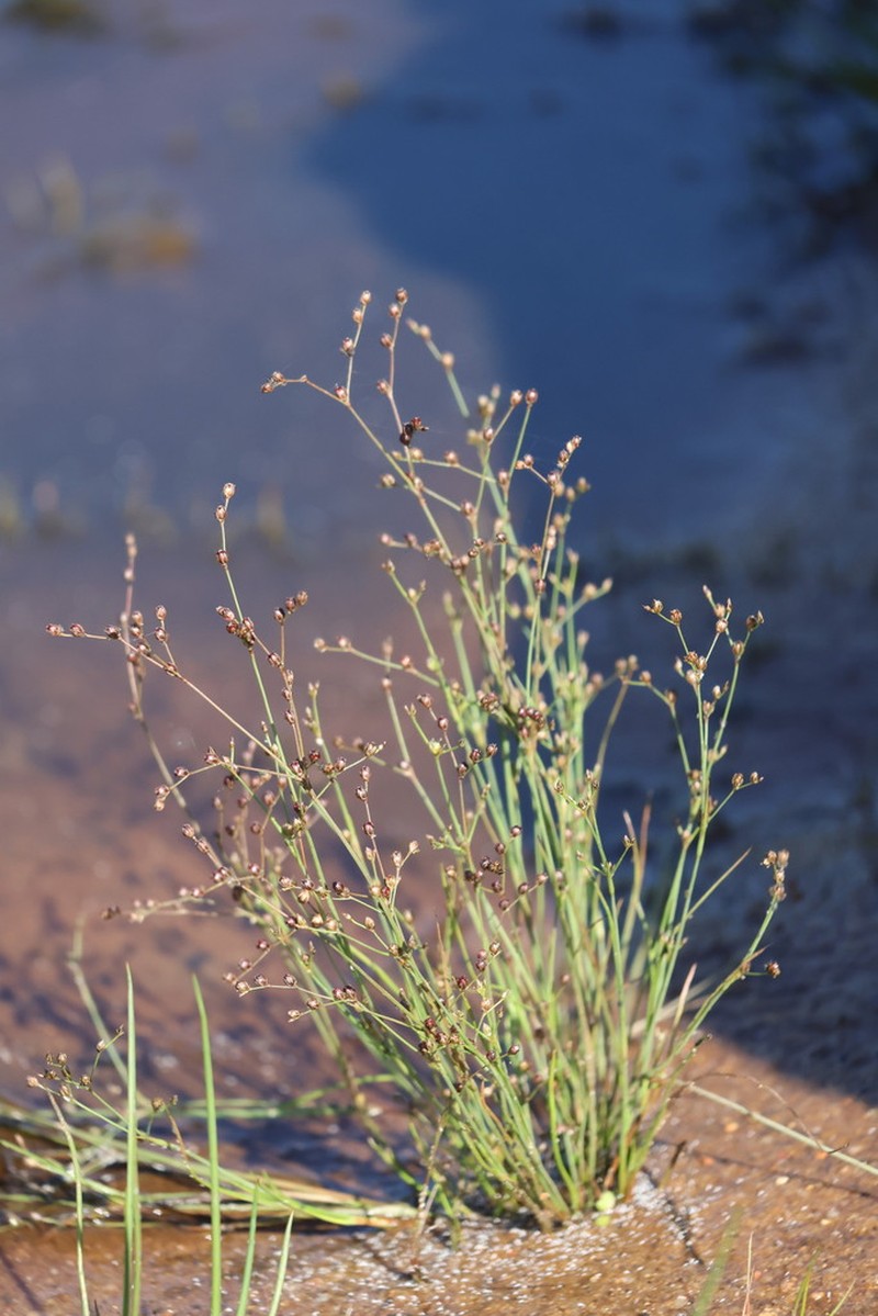 Juncus tenageia photo 6