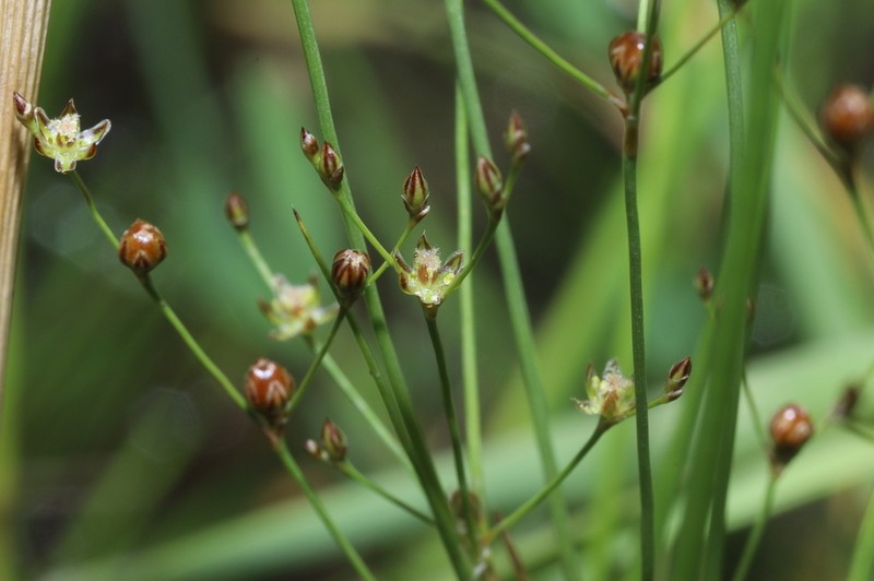 Juncus tenageia photo 7