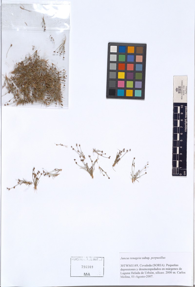 Juncus tenageia subsp. perpusillus