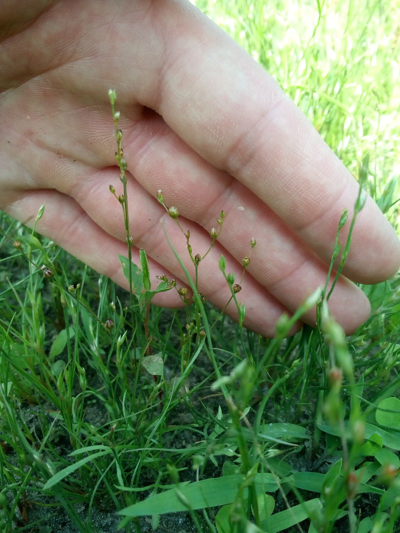 Juncus tenageia subsp. tenageia