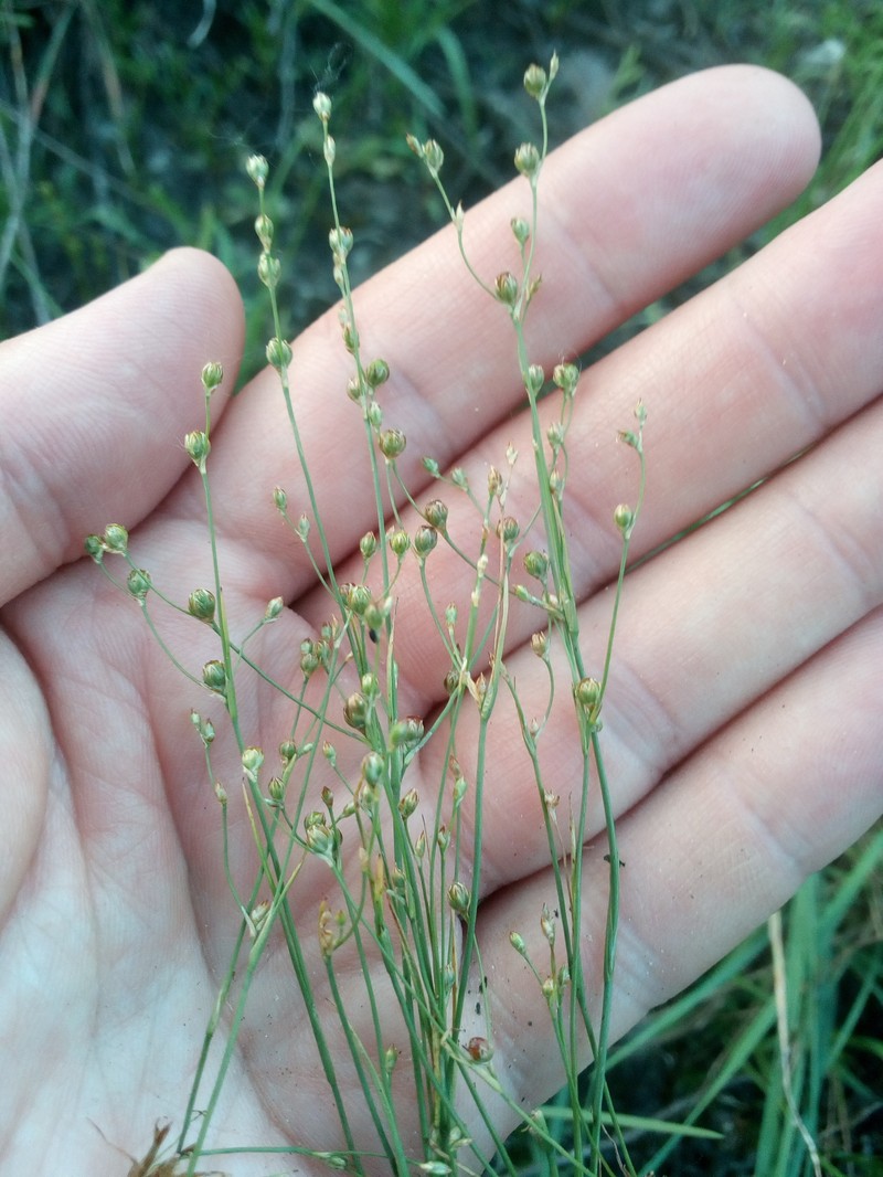 Juncus tenageia subsp. tenageia photo 2