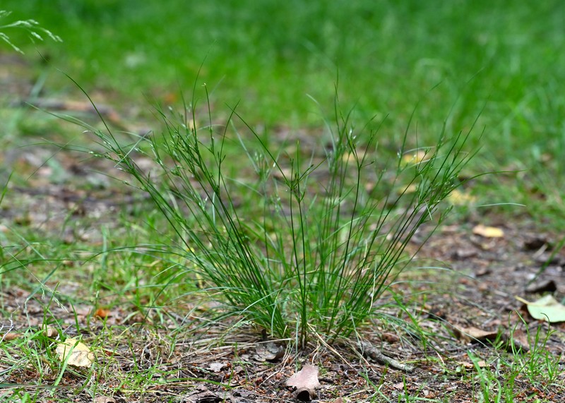 Poverty Rush photo 3