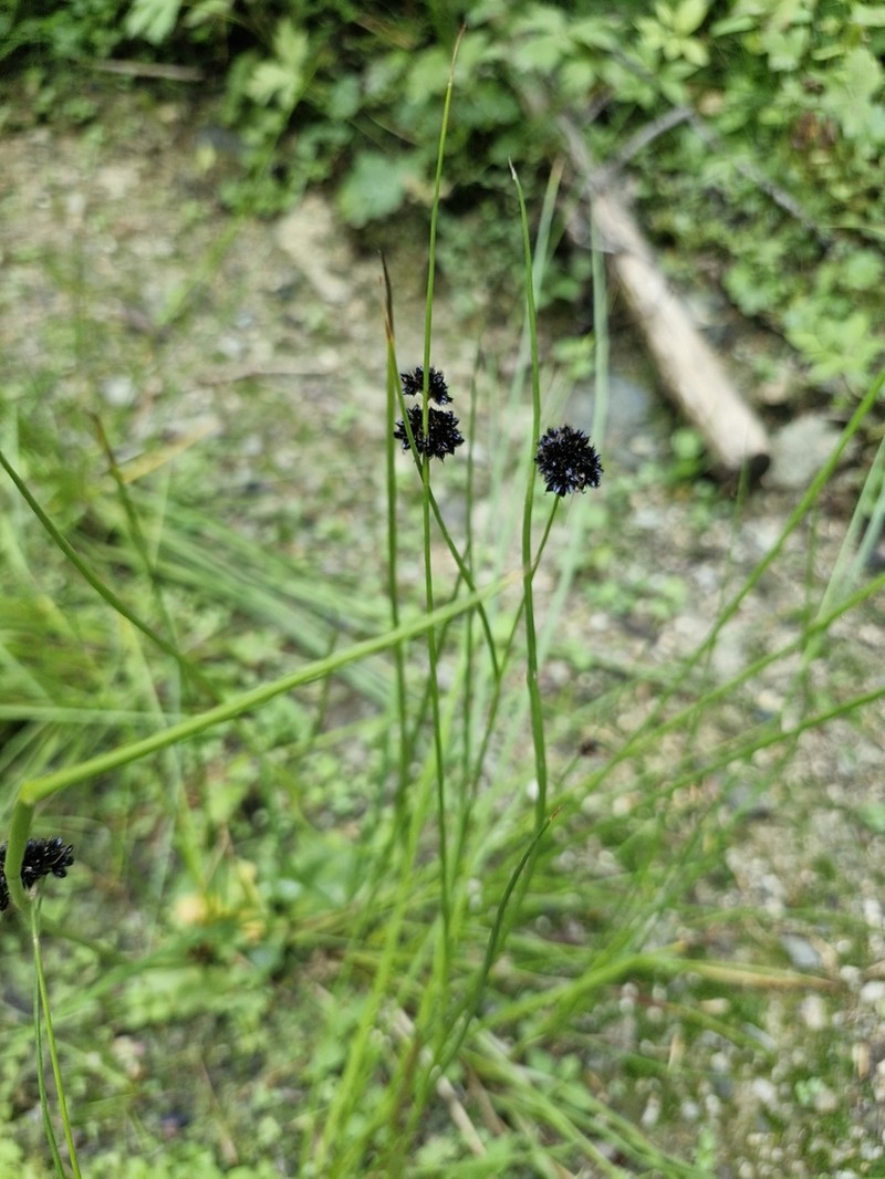 Juncus thomasii photo 2