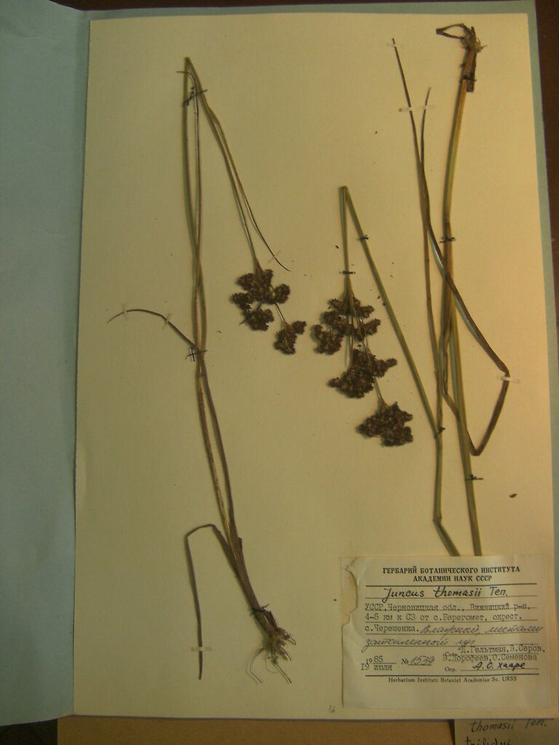 Juncus thomasii photo 3