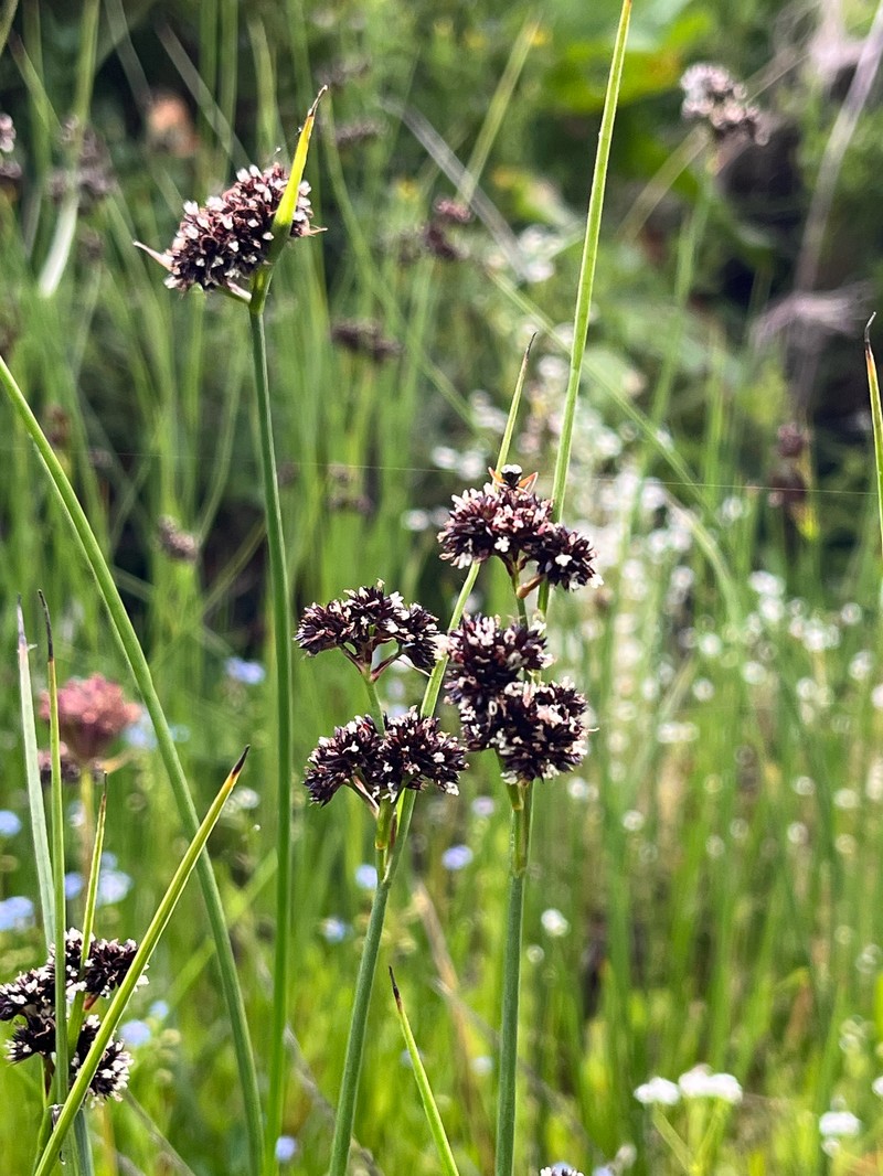 Juncus thomasii photo 5