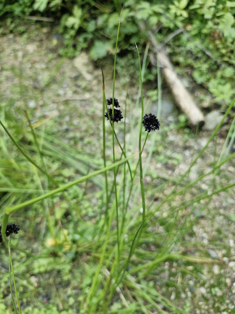 Juncus thomasii photo 6