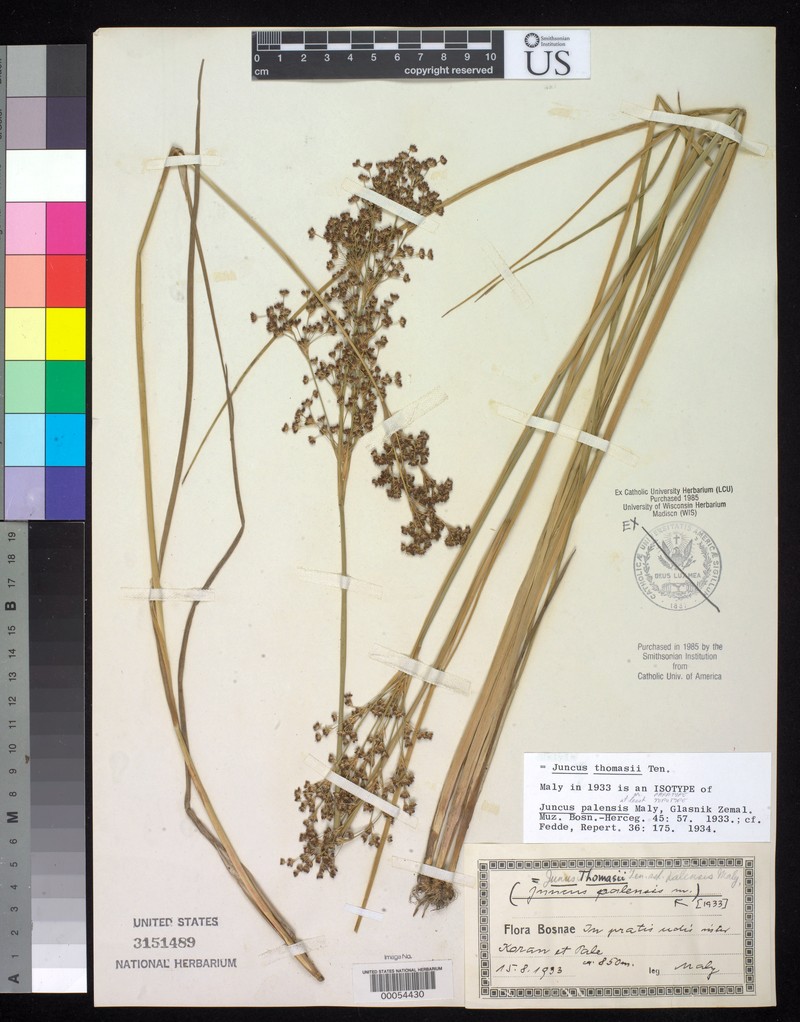 Juncus thomasii