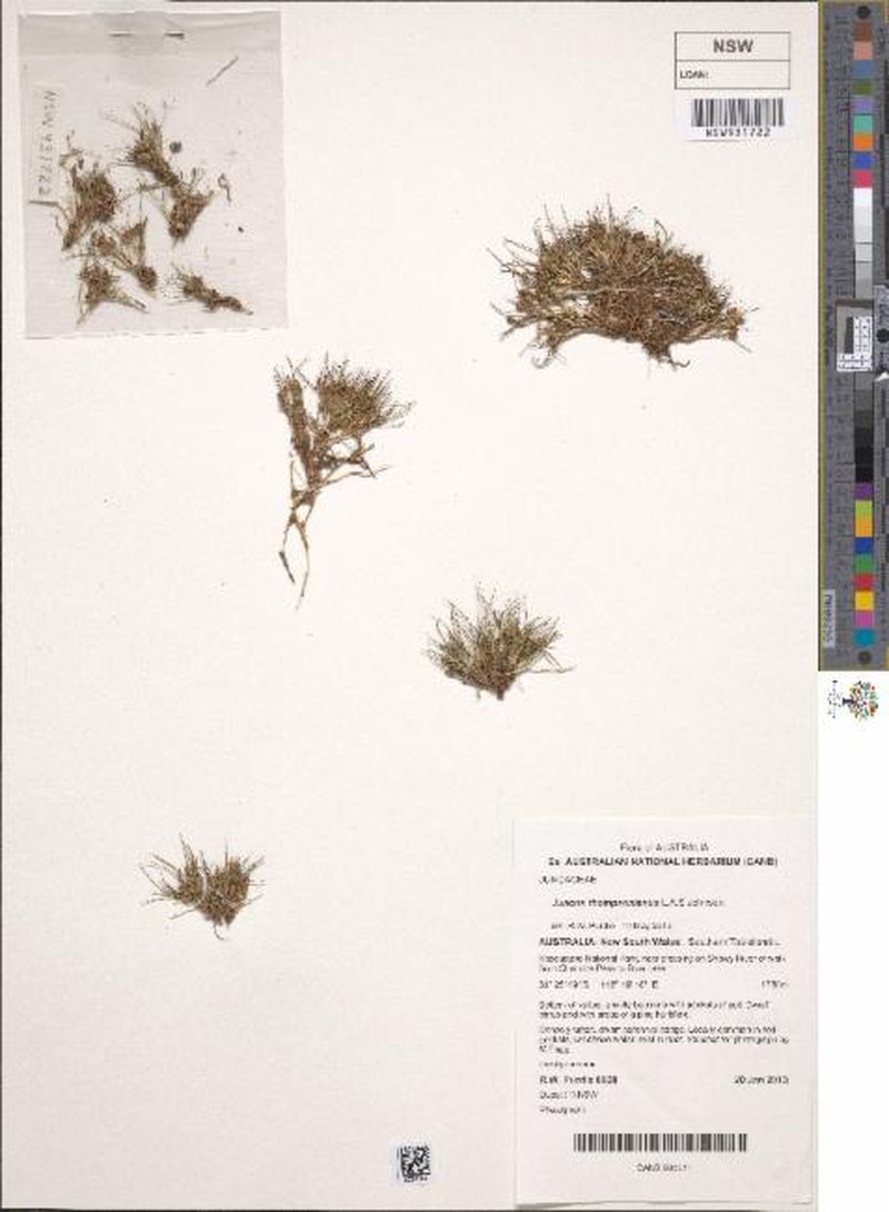 Juncus thompsonianus