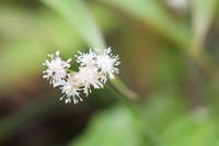 Juncus thomsonii