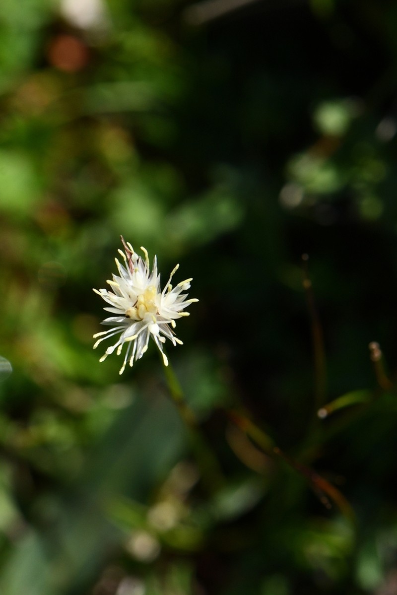 Juncus thomsonii photo 4
