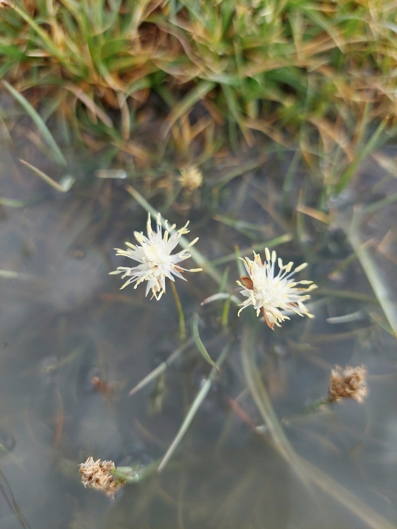 Juncus thomsonii photo 5