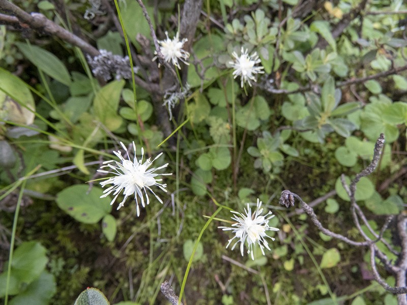 Juncus thomsonii photo 6