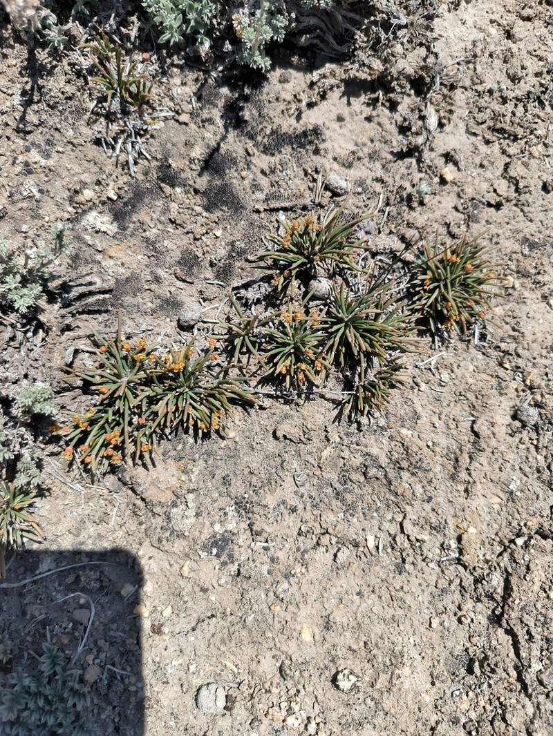 Juncus thomsonii photo 7