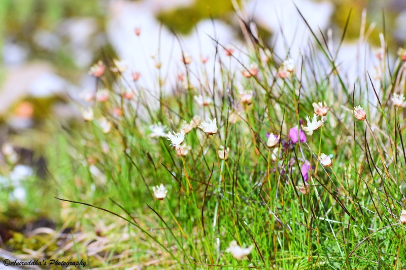 Juncus thomsonii photo 8