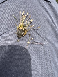 Nevada Rush