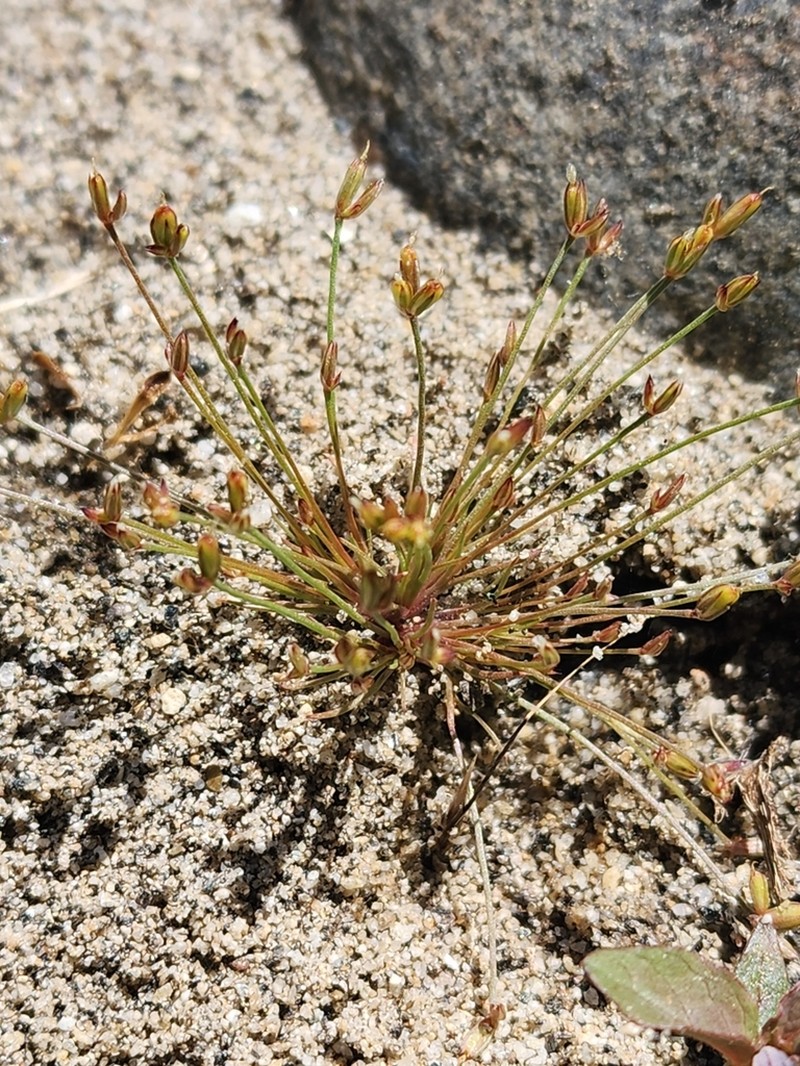 Nevada Rush photo 3
