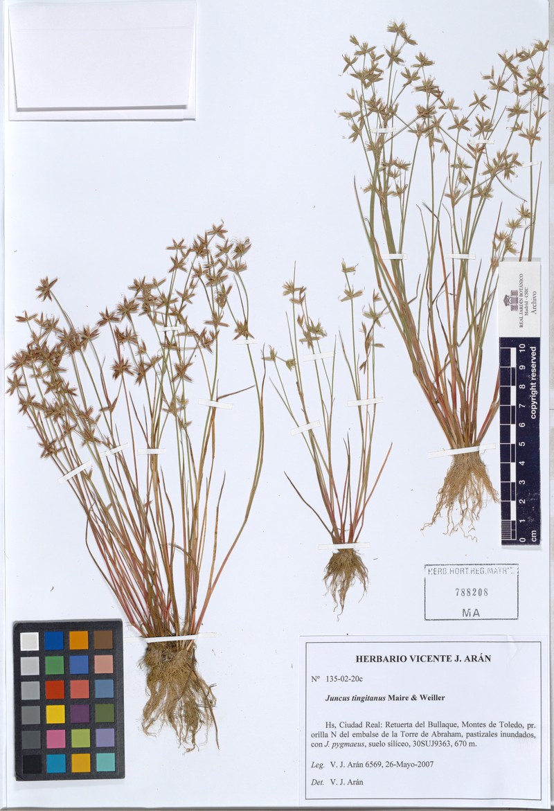 Juncus tingitanus