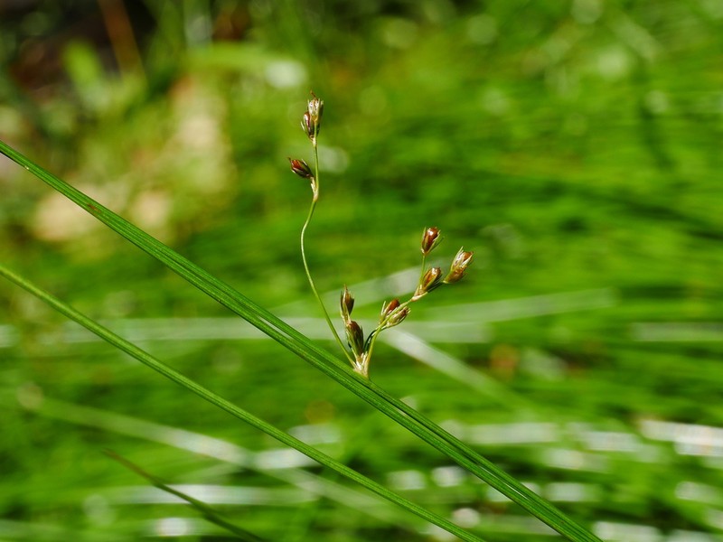 Juncus tobdeniorum
