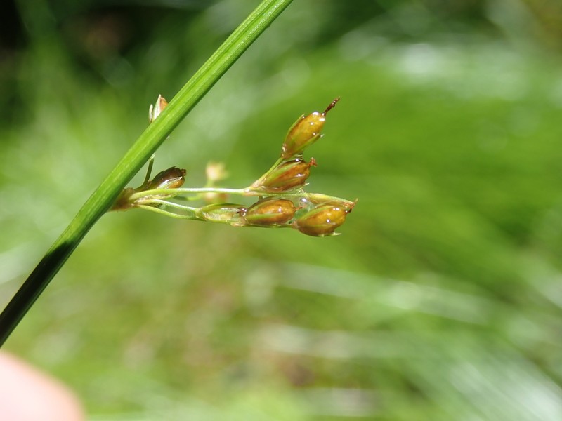 Juncus tobdeniorum photo 2