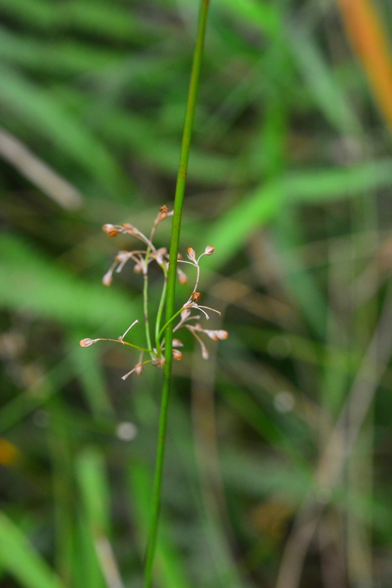 Juncus tobdeniorum photo 3