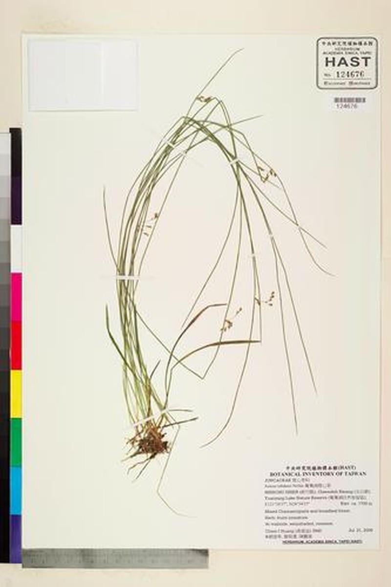 Juncus tobdeniorum photo 6