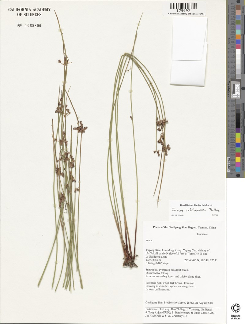 Juncus tobdeniorum photo 7