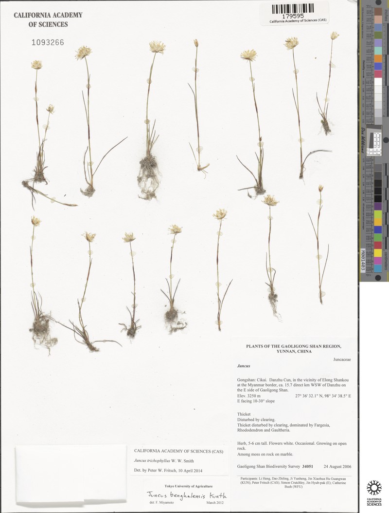 Juncus trichophyllus