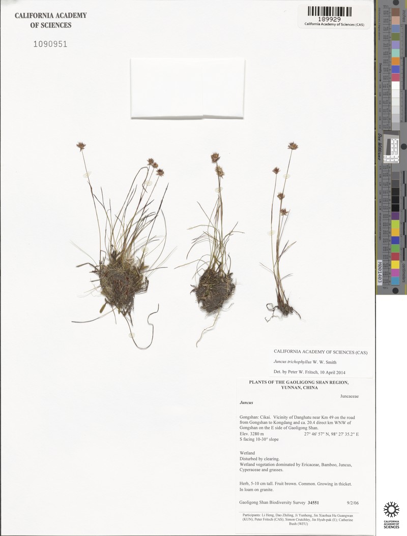 Juncus trichophyllus photo 2