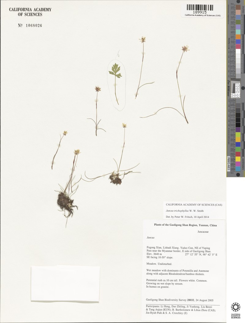 Juncus trichophyllus photo 3