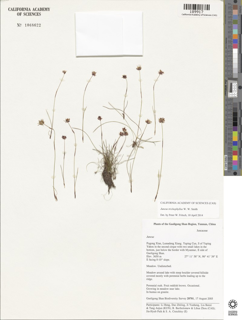Juncus trichophyllus photo 4