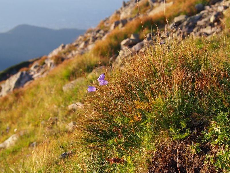 Highland Rush photo 2