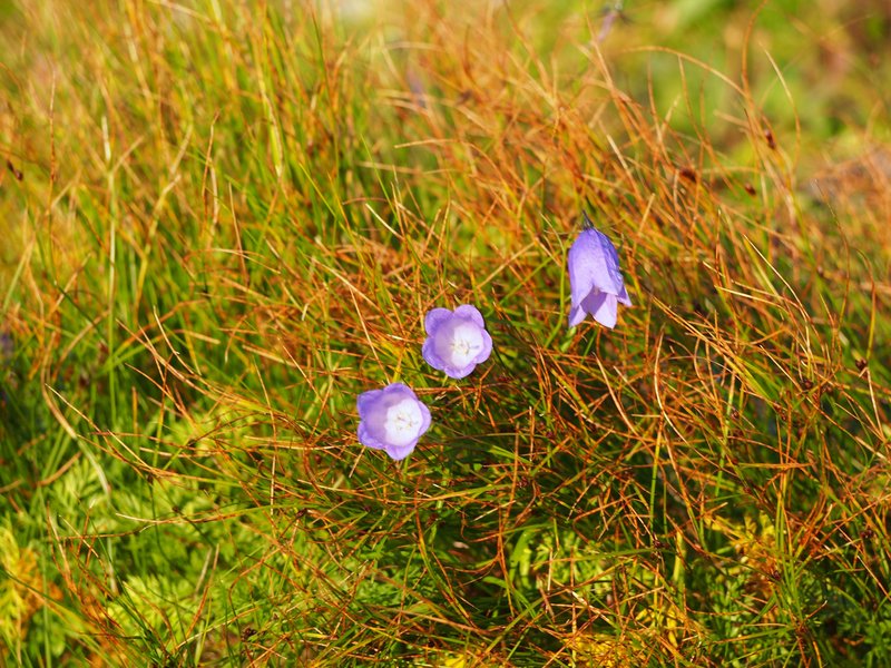 Highland Rush photo 3