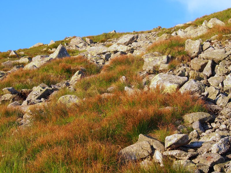 Highland Rush photo 4