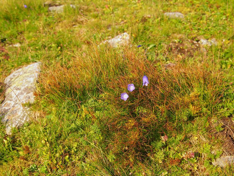 Highland Rush photo 5