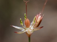 Yosemite Dwarf Rush