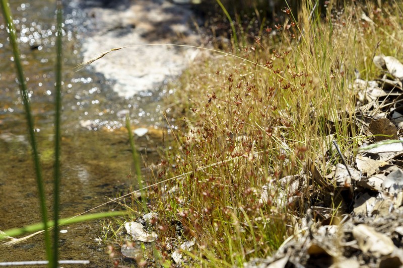 Yosemite Dwarf Rush photo 2