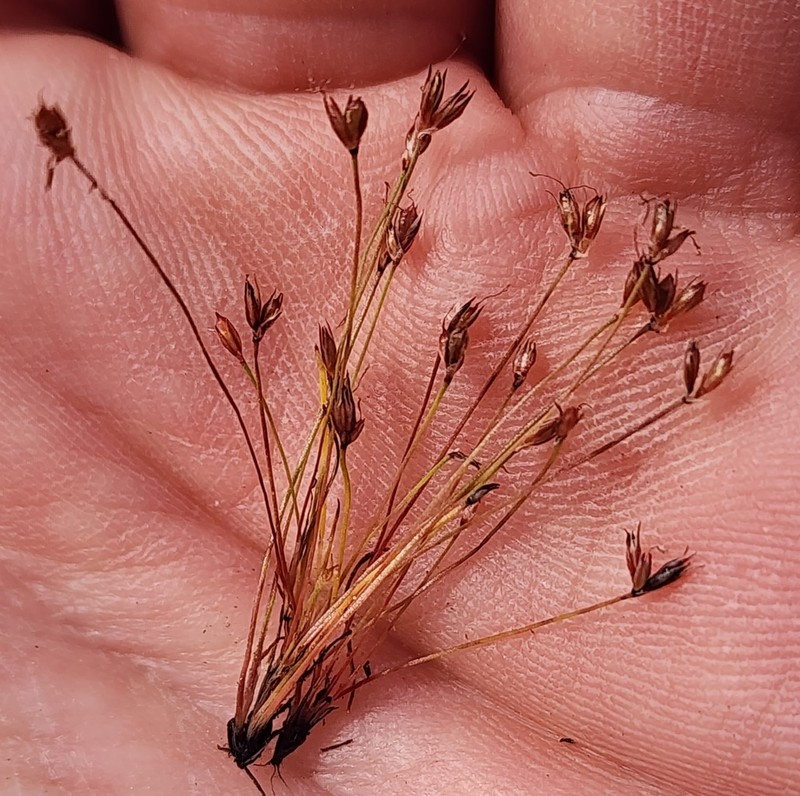 Yosemite Dwarf Rush photo 3