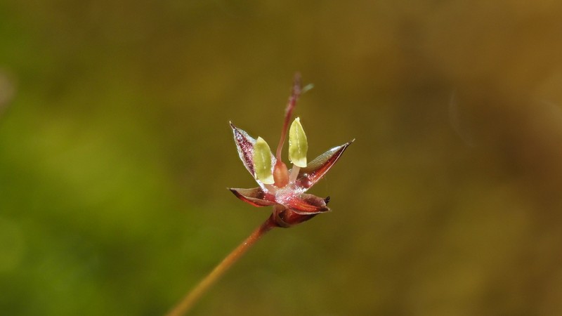 Yosemite Dwarf Rush photo 4