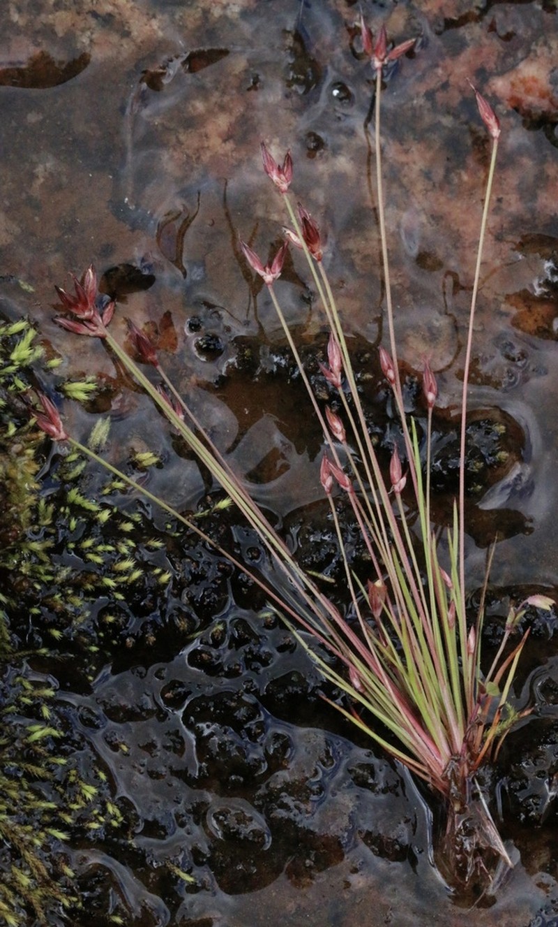 Yosemite Dwarf Rush photo 5