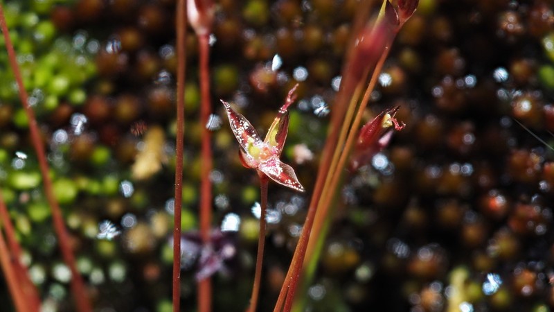 Yosemite Dwarf Rush photo 6