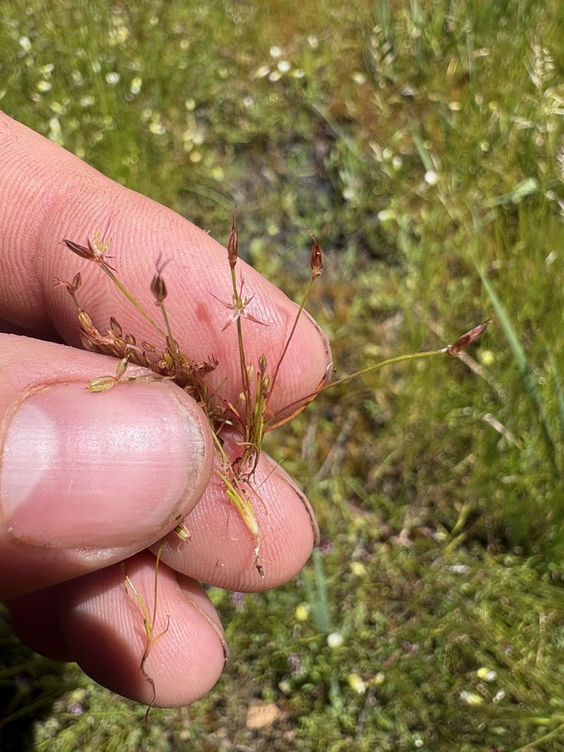 Yosemite Dwarf Rush photo 7
