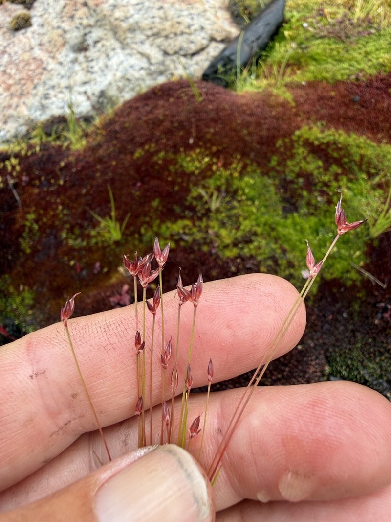 Yosemite Dwarf Rush photo 8