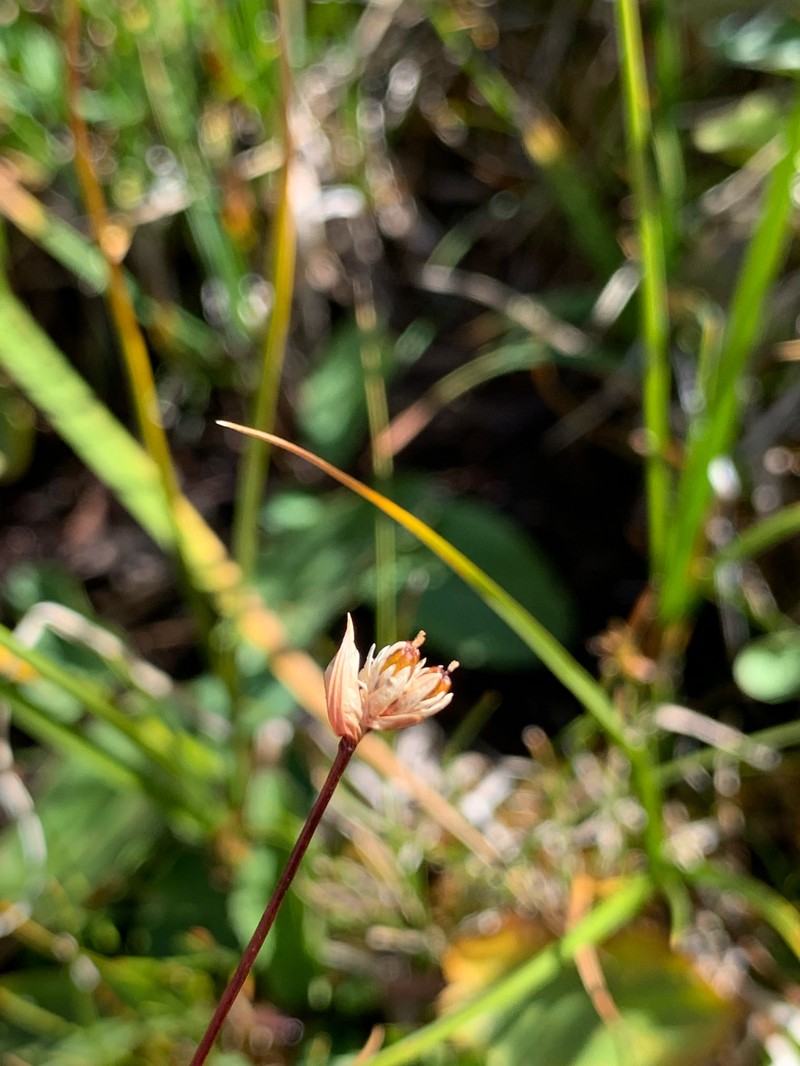 Northern White Rush