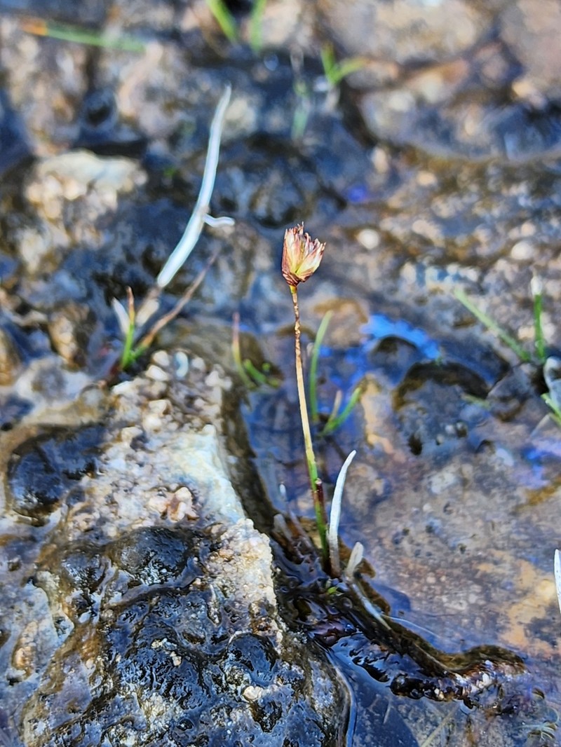 Northern White Rush photo 3