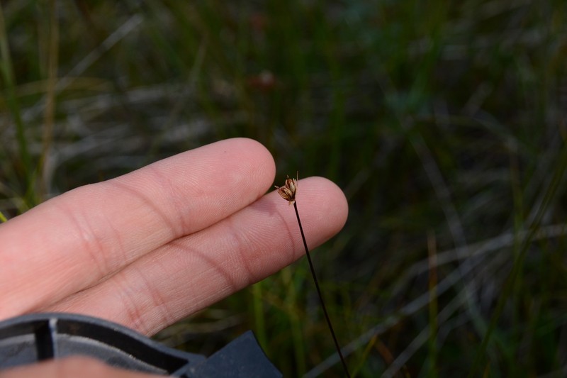 Northern White Rush photo 4