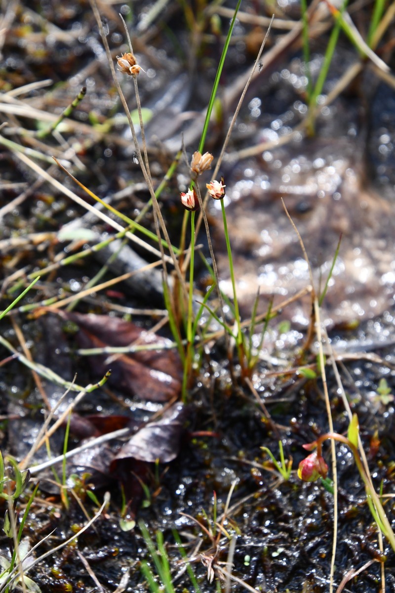Northern White Rush photo 5