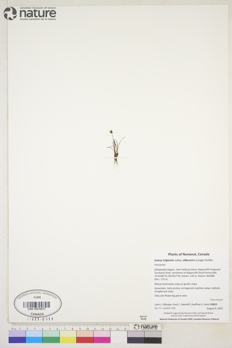Northern White Rush photo 6