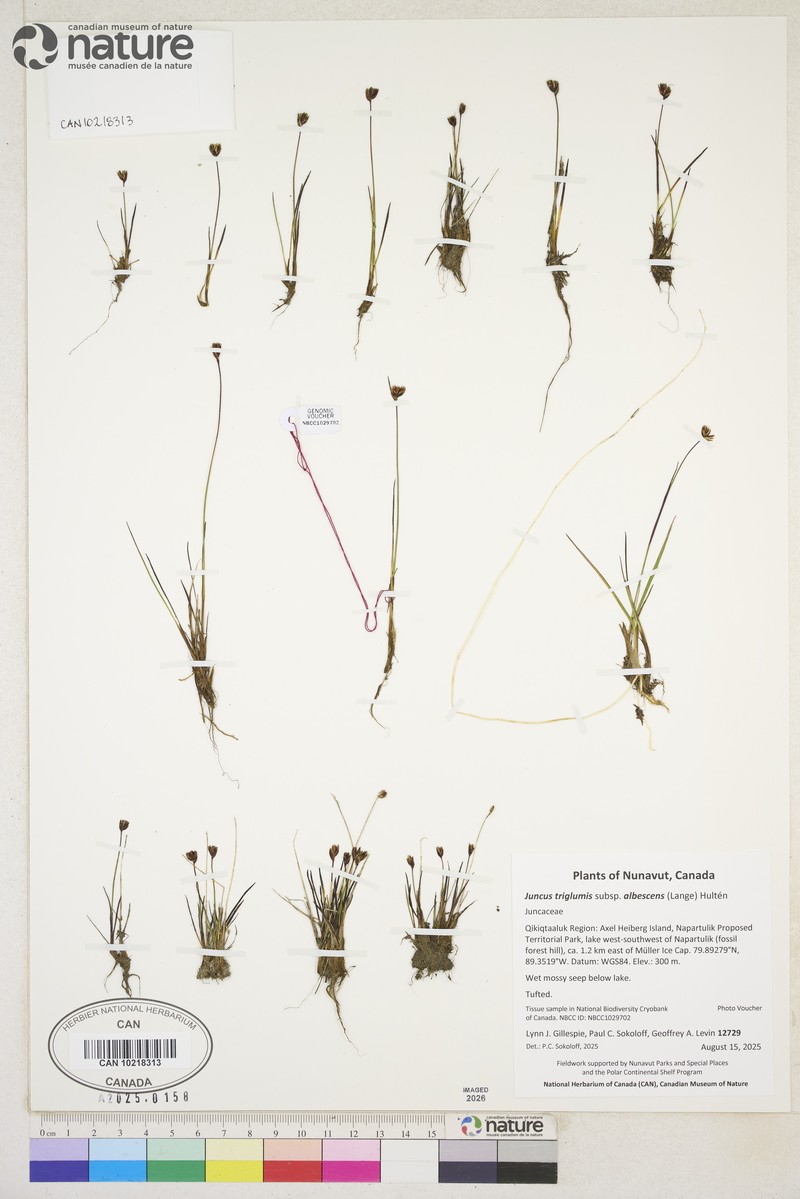 Northern White Rush photo 7