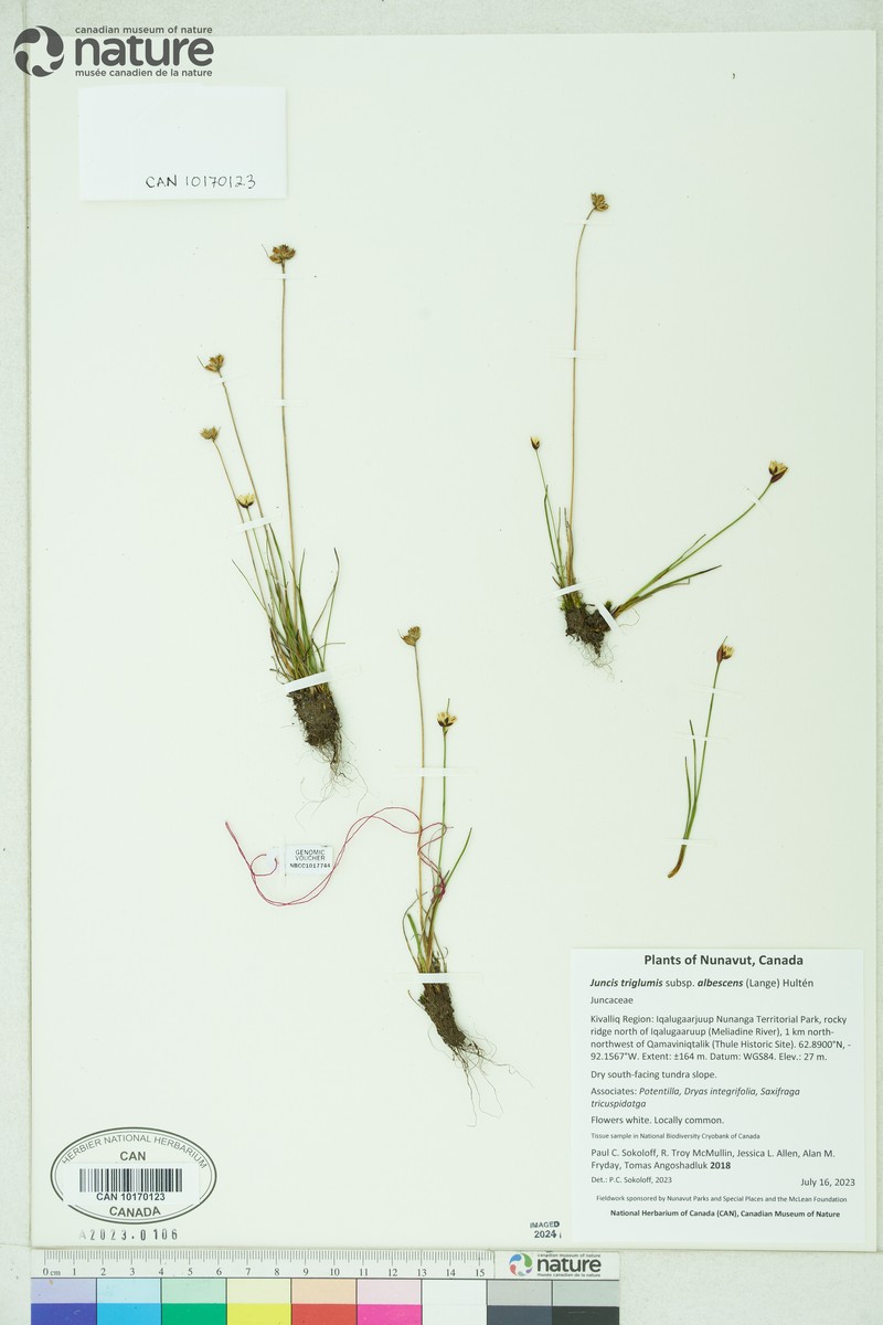 Northern White Rush photo 8