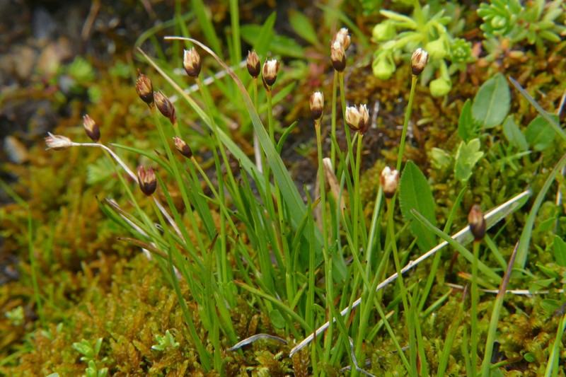 Juncus triglumis subsp. triglumis